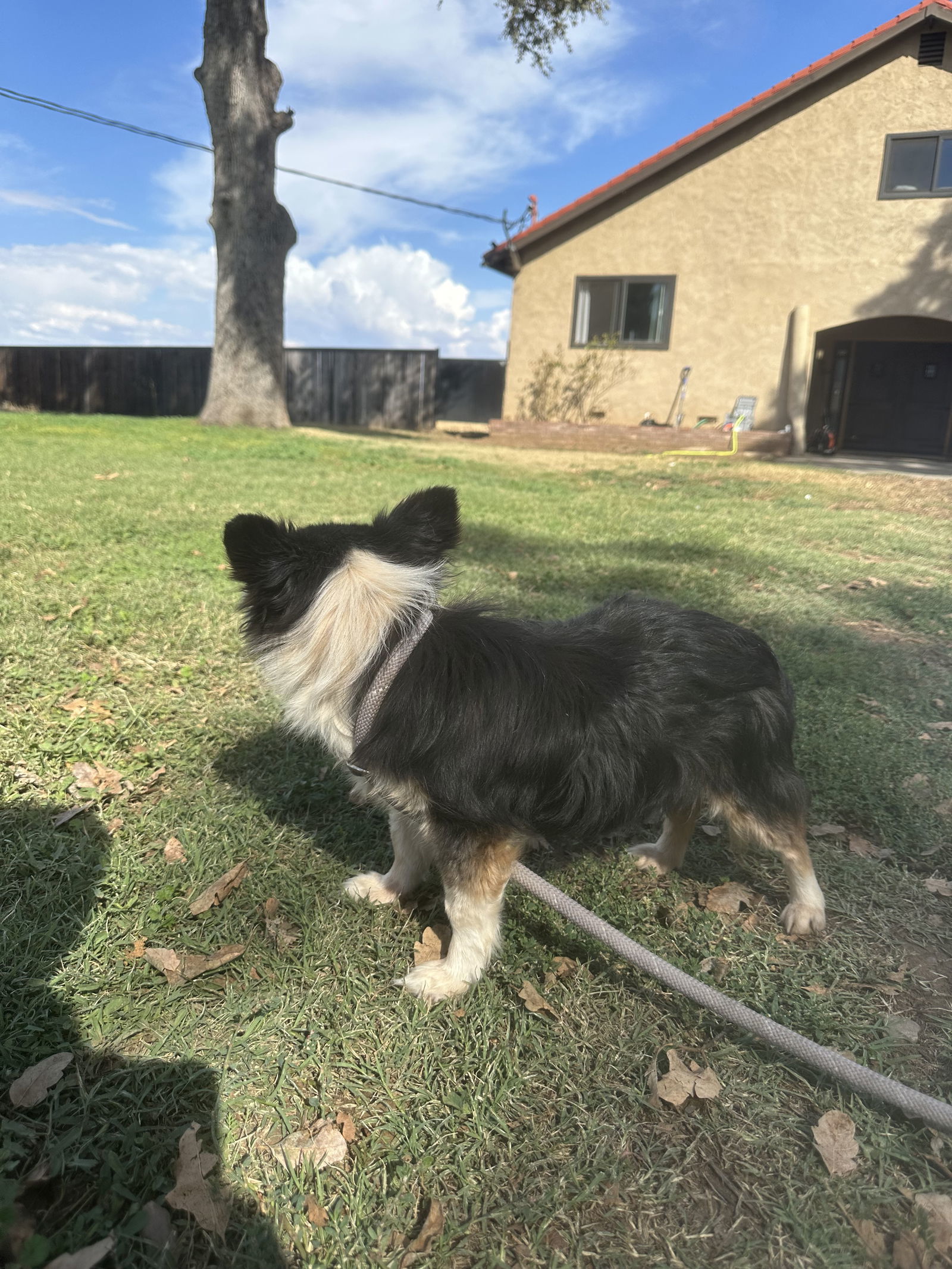 TOBIAS, an adoptable Papillon, Dachshund in Chico, CA, 95973 | Photo Image 3