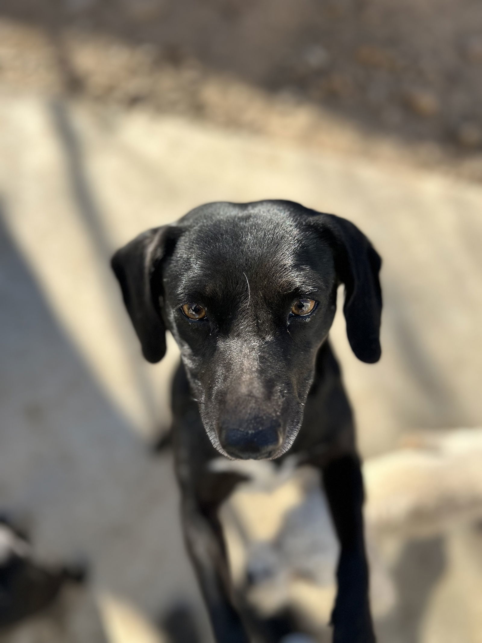 CUPCAKE, an adoptable Chihuahua, Corgi in Chico, CA, 95973 | Photo Image 2