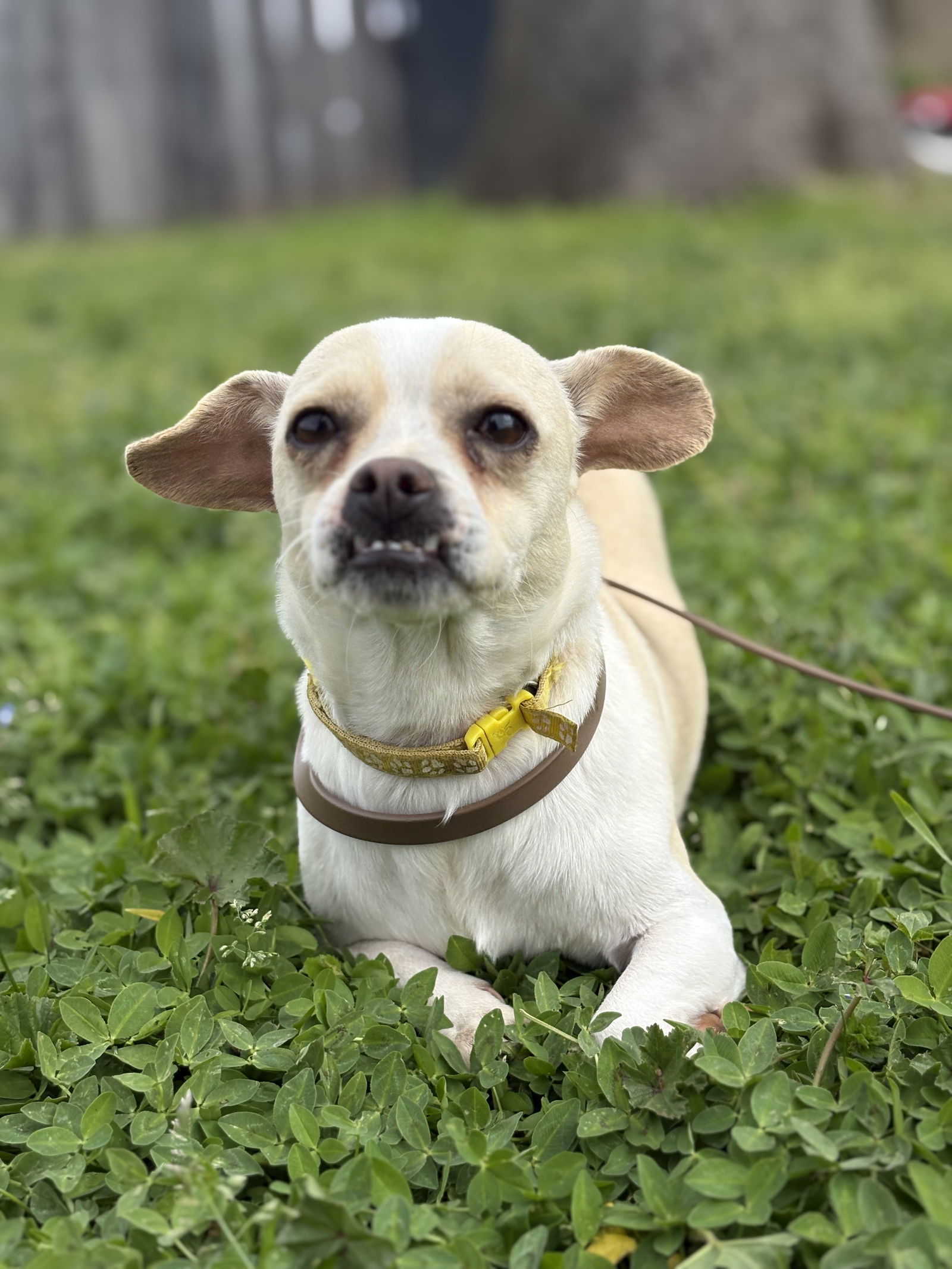 KEEN, an adoptable Chihuahua in Chico, CA, 95973 | Photo Image 1