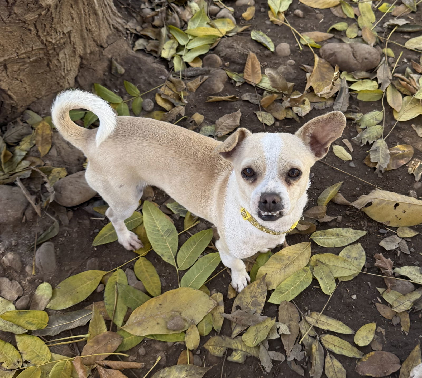 KEEN, an adoptable Chihuahua in Chico, CA, 95973 | Photo Image 2
