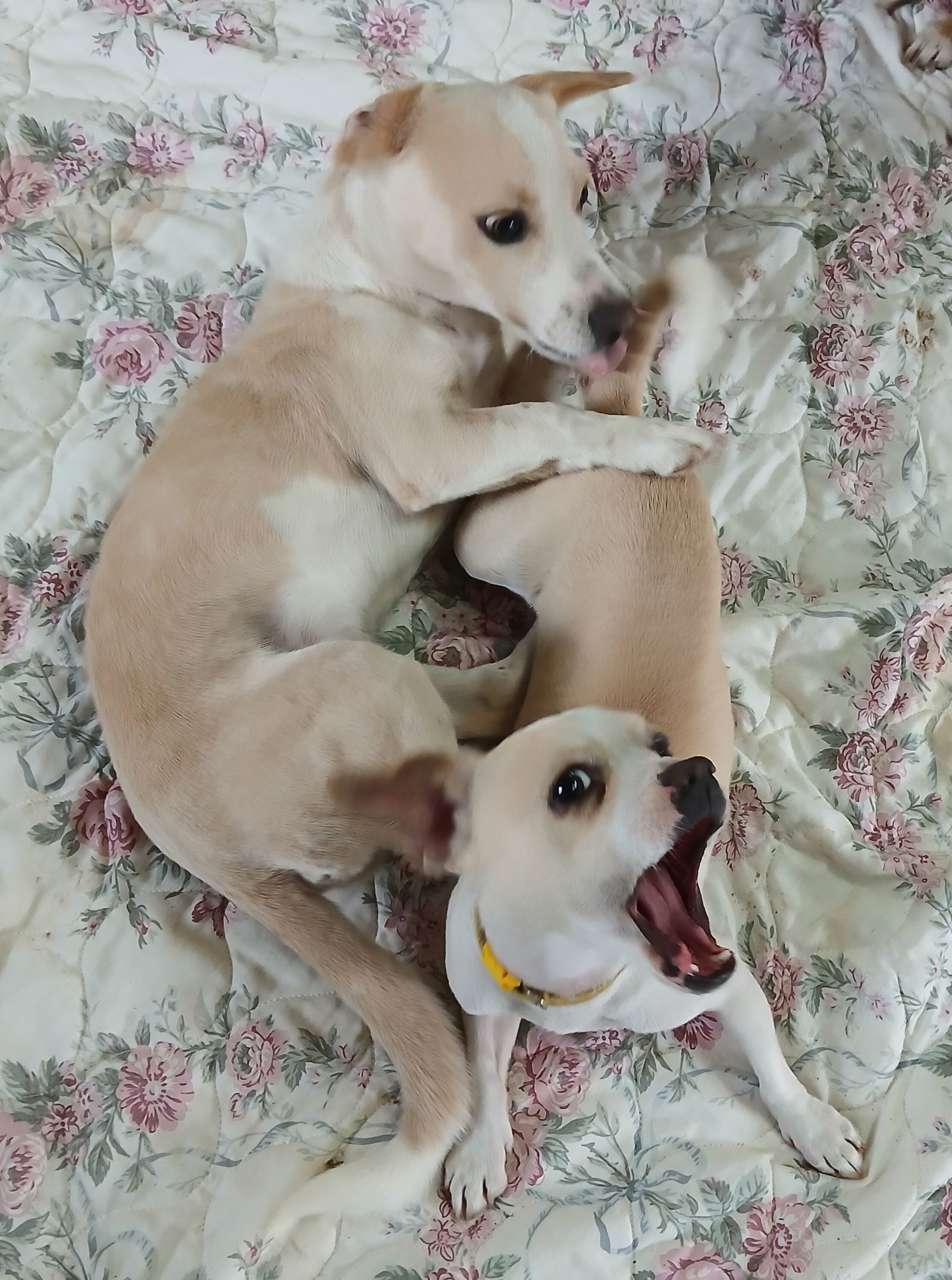 KEEN, an adoptable Chihuahua in Chico, CA, 95973 | Photo Image 3