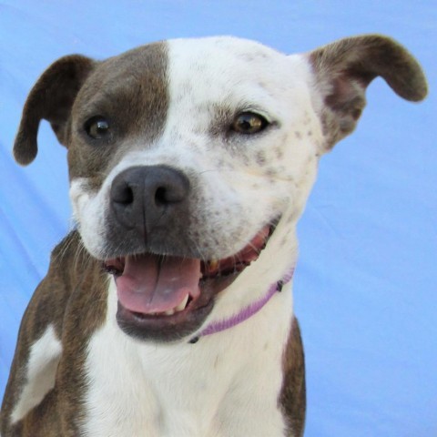 Cruella, an adoptable Mixed Breed in Las Cruces, NM, 88012 | Photo Image 1