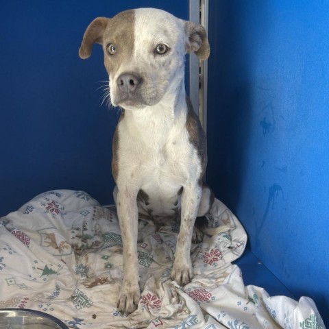 Cruella, an adoptable Mixed Breed in Las Cruces, NM, 88012 | Photo Image 2