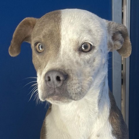 Cruella, an adoptable Mixed Breed in Las Cruces, NM, 88012 | Photo Image 3