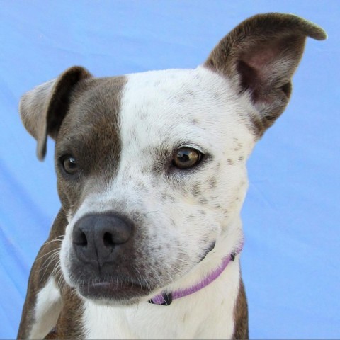 Cruella, an adoptable Mixed Breed in Las Cruces, NM, 88012 | Photo Image 5