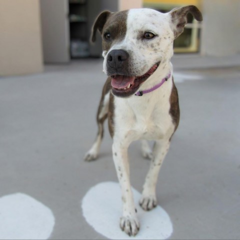 Cruella, an adoptable Mixed Breed in Las Cruces, NM, 88012 | Photo Image 6