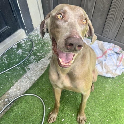 Ghost, an adoptable Weimaraner in LOXAHATCHEE, FL, 33470 | Photo Image 1