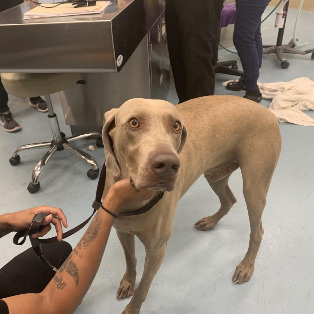 Ghost, an adoptable Weimaraner in LOXAHATCHEE, FL, 33470 | Photo Image 2