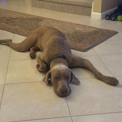 Ghost, an adoptable Weimaraner in LOXAHATCHEE, FL, 33470 | Photo Image 3