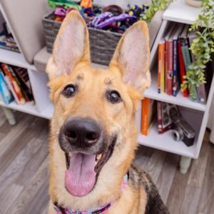 And the award for Best Ears goes to Myra This adorable Shepherd mix has a sweet face and ears for