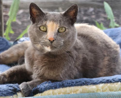 Nora, an adoptable Dilute Tortoiseshell, Domestic Short Hair in Thief River Falls, MN, 56701 | Photo Image 1