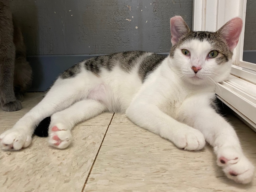 Cupcake, an adoptable Domestic Short Hair in Lemoore, CA, 93245 | Photo Image 1