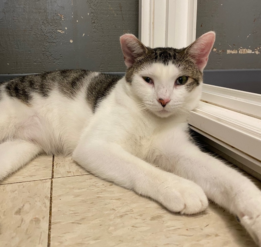 Cupcake, an adoptable Domestic Short Hair in Lemoore, CA, 93245 | Photo Image 2