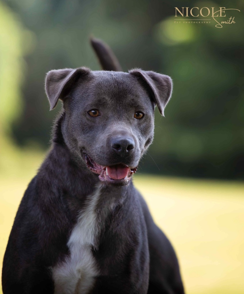 Adam, an adoptable Terrier in Henderson, KY, 42420 | Photo Image 1