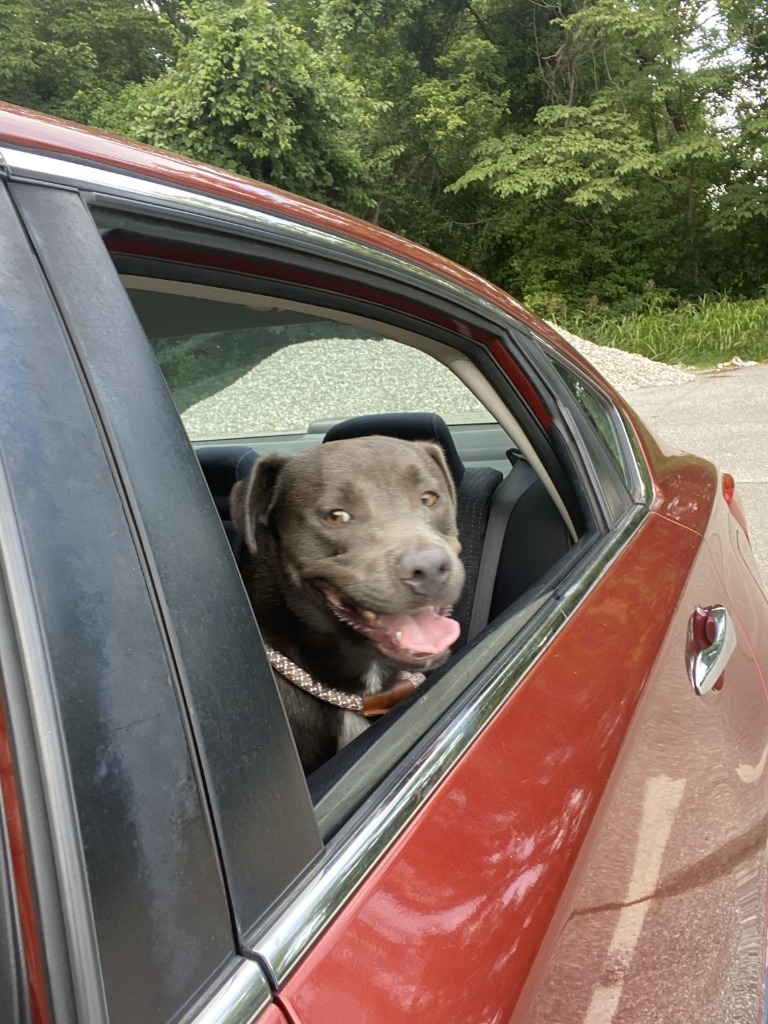 Adam, an adoptable Terrier in Henderson, KY, 42420 | Photo Image 2
