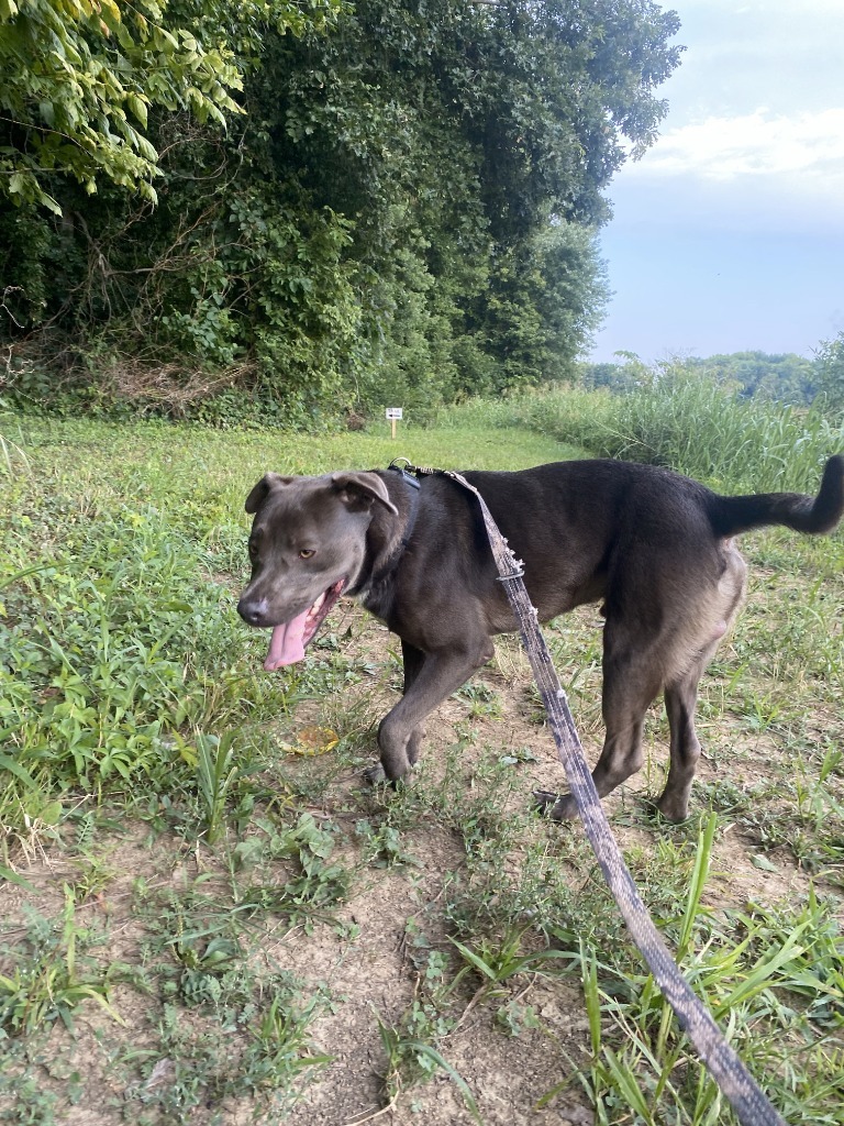 Adam, an adoptable Terrier in Henderson, KY, 42420 | Photo Image 3
