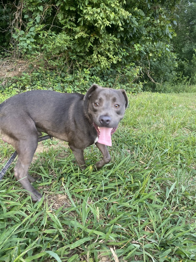 Adam, an adoptable Terrier in Henderson, KY, 42420 | Photo Image 4