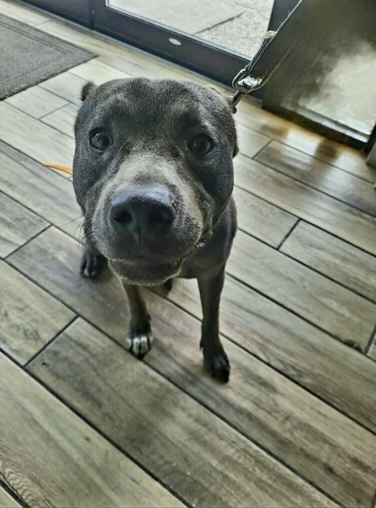 Adam, an adoptable Terrier in Henderson, KY, 42420 | Photo Image 5