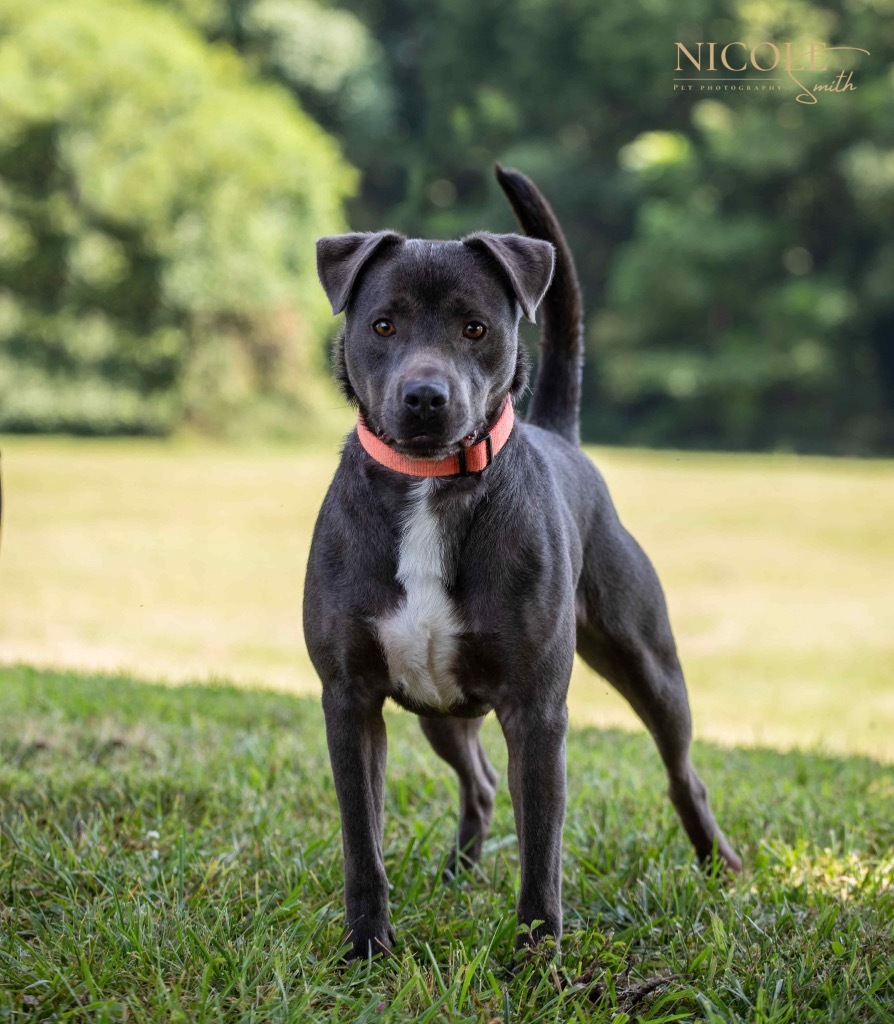 Adam, an adoptable Terrier in Henderson, KY, 42420 | Photo Image 6