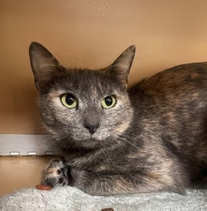 Primary Color Muted Tortoiseshell Weight 79lbs Age 3yrs 0mths 1wks Animal has been Spayed