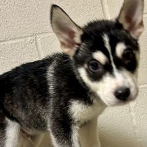 What my friends at Seattle Humane say about me I am a young pup who is ready to learn Did
