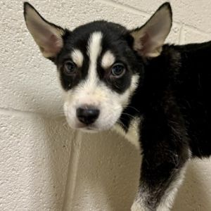 What my friends at Seattle Humane say about me I am a young pup who is ready to learn Did