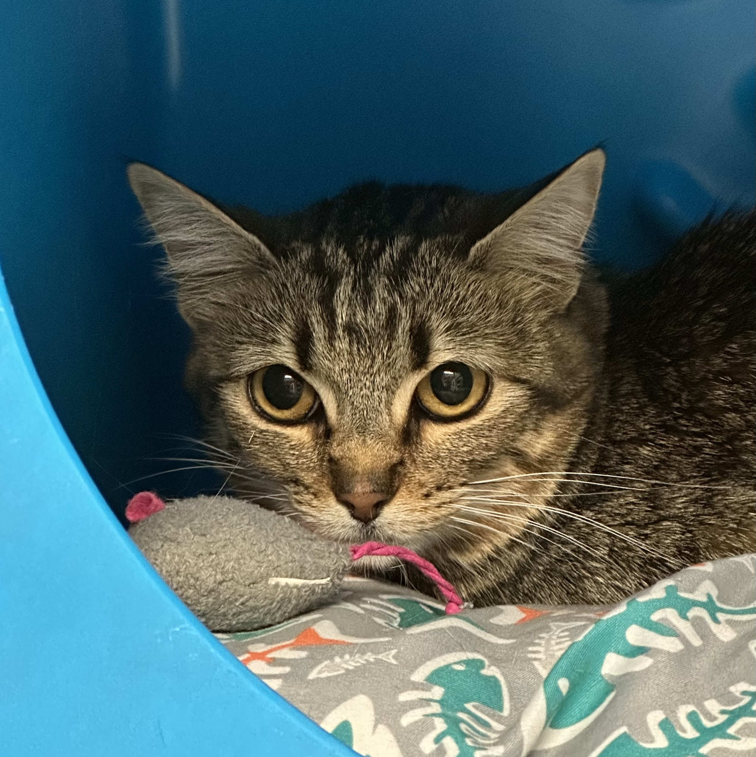 Chile, an adoptable Domestic Short Hair in Santa Fe, NM, 87501 | Photo Image 1