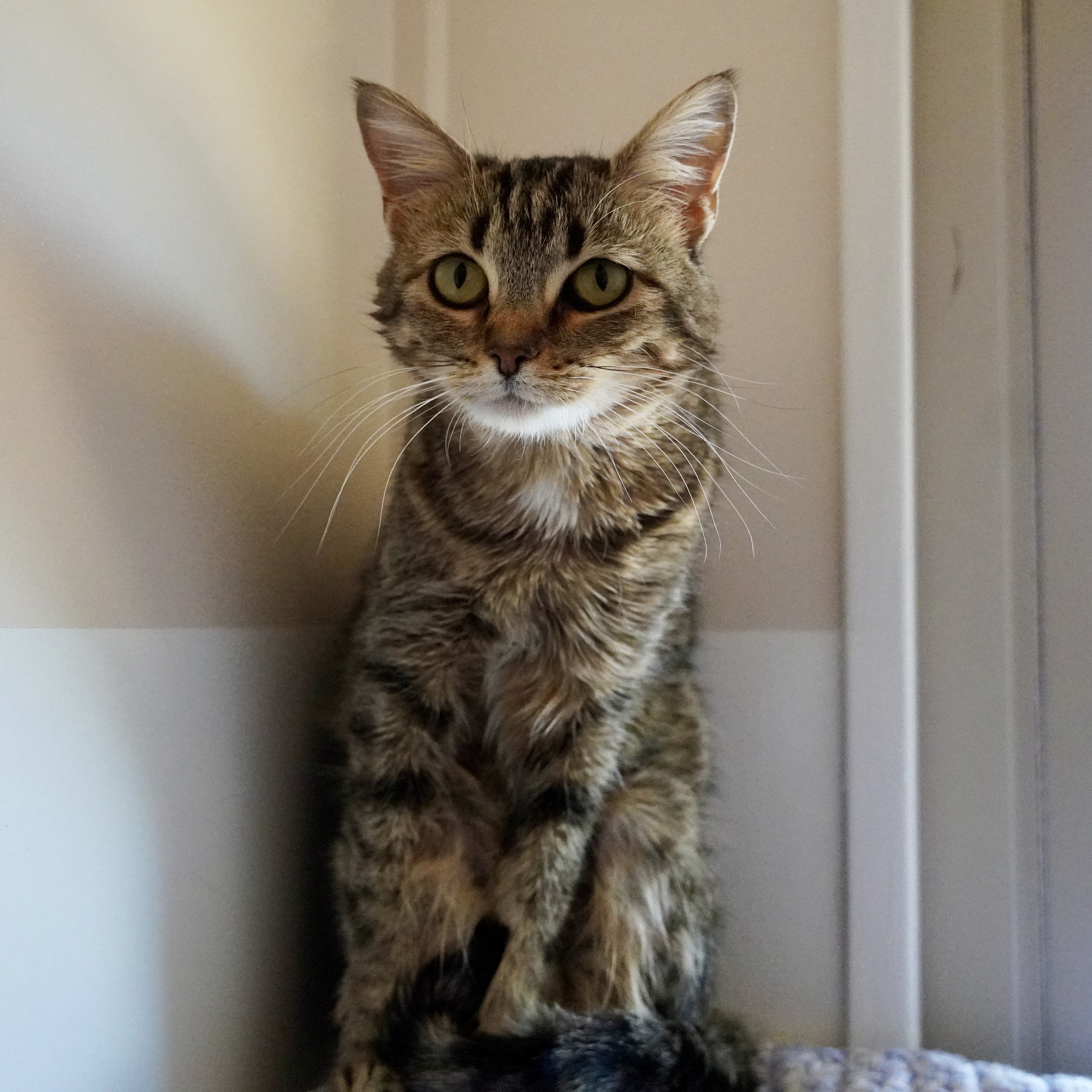 Chile, an adoptable Domestic Short Hair in Santa Fe, NM, 87501 | Photo Image 1