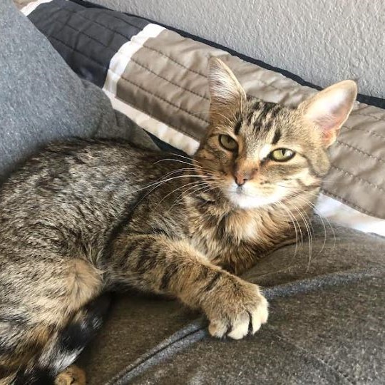 Chile, an adoptable Domestic Short Hair in Santa Fe, NM, 87501 | Photo Image 2