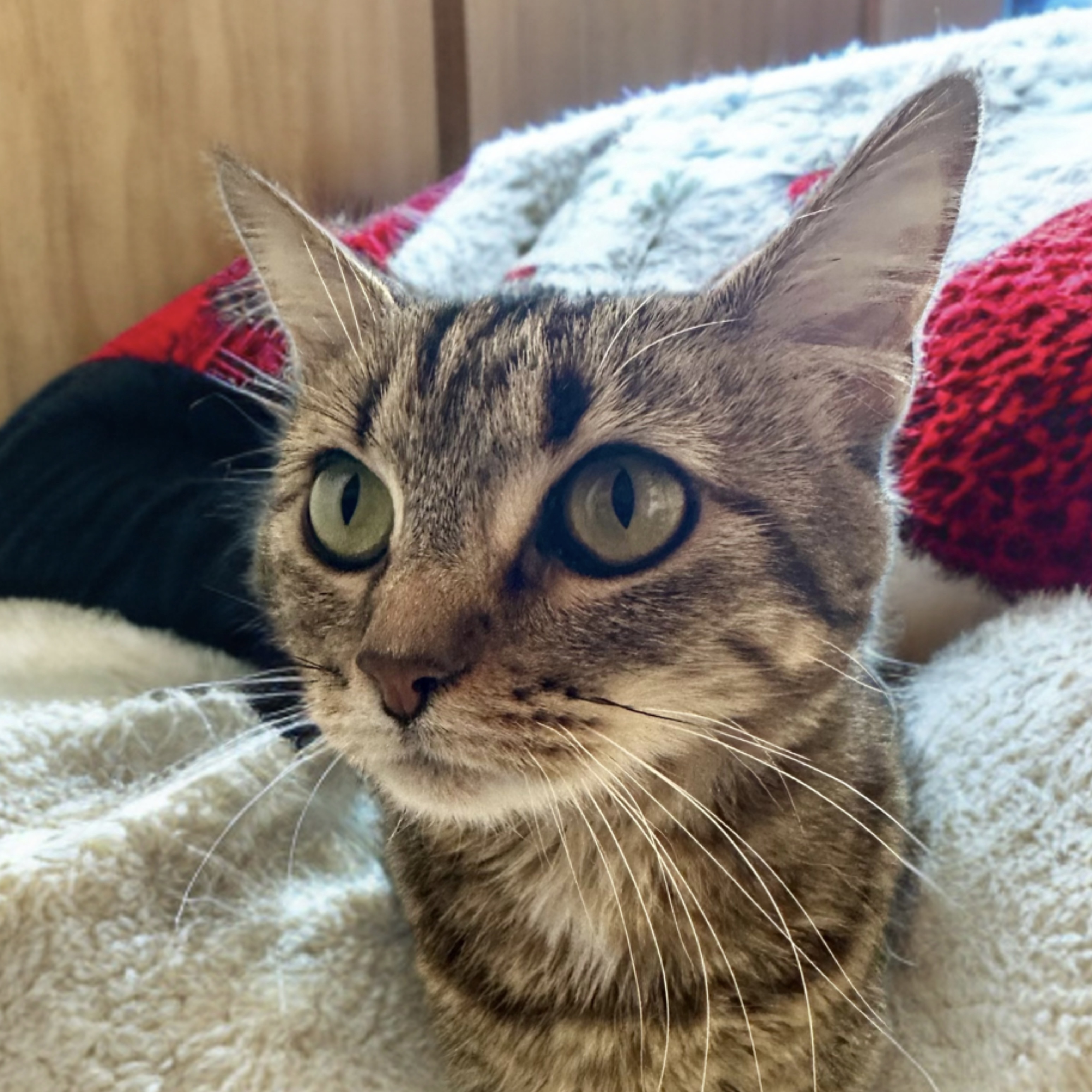 Chile, an adoptable Domestic Short Hair in Santa Fe, NM, 87501 | Photo Image 2