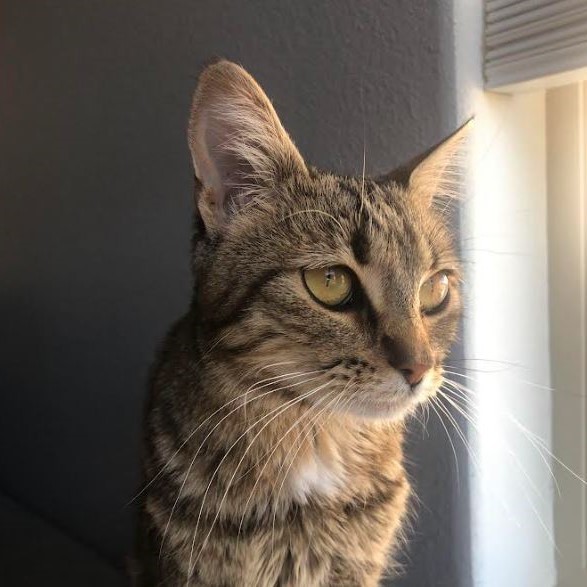 Chile, an adoptable Domestic Short Hair in Santa Fe, NM, 87501 | Photo Image 3