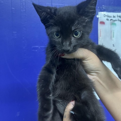 Dalik, an adoptable Domestic Short Hair in Guaynabo, PR, 00969 | Photo Image 1