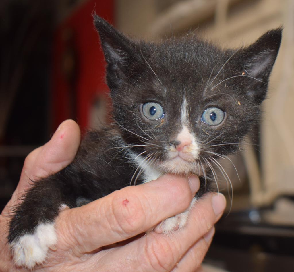 Asher (May16-K6), an adoptable Domestic Short Hair in Pahrump, NV, 89048 | Photo Image 1