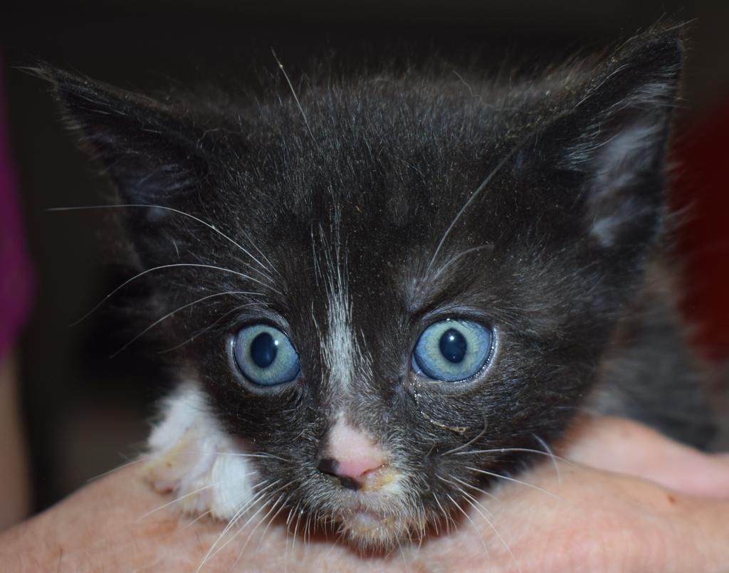 Sparkles (May16-K2), an adoptable Domestic Short Hair in Pahrump, NV, 89048 | Photo Image 1