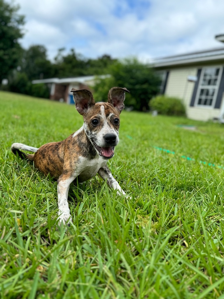 Lil' Guy