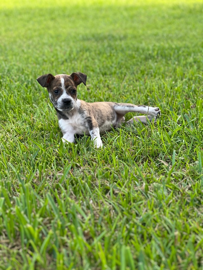 Lil' Guy