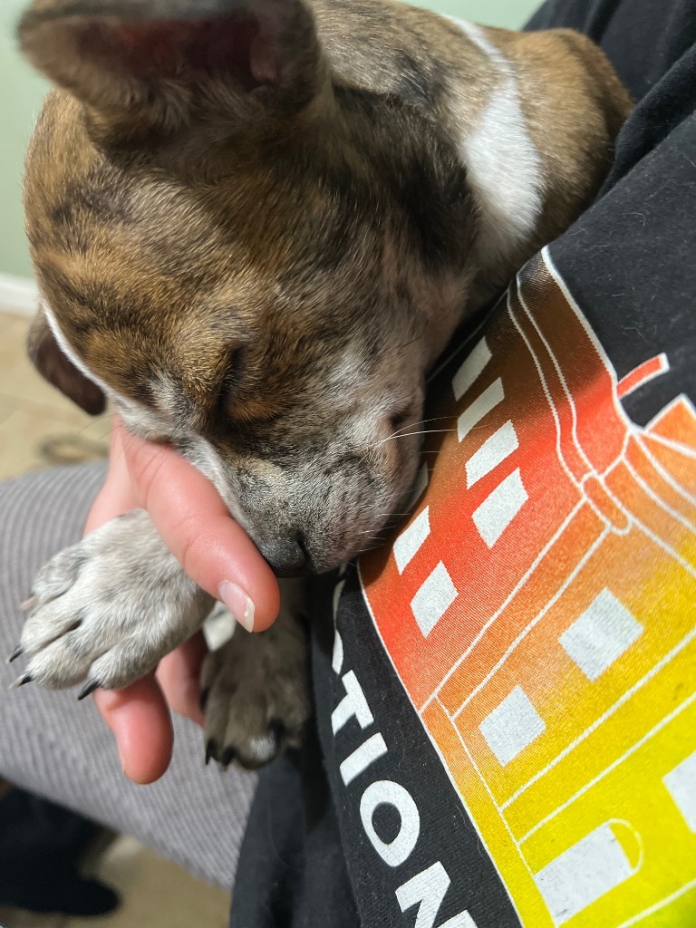 Lil' Guy