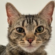 Meet Amiyah a perfect cat Shes a gorgeous young tabby about a year old gentle and sweet and a