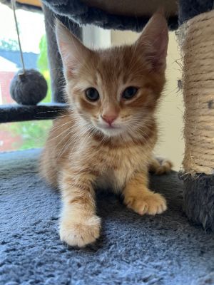 Orange Creamsicle Domestic Short Hair Cat