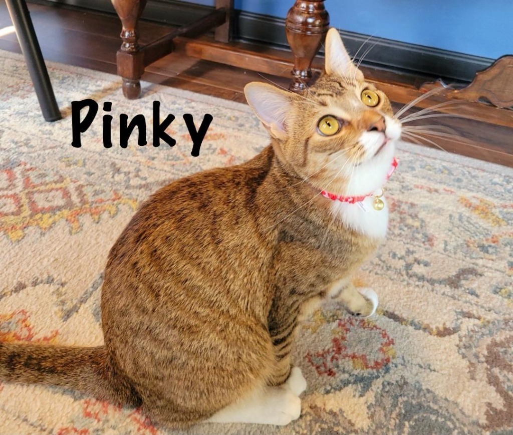 Pinky, an adoptable Domestic Short Hair in Hoover , AL, 35226 | Photo Image 1