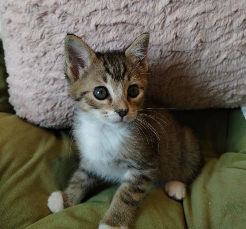 Pinky, an adoptable Domestic Short Hair in Hoover , AL, 35226 | Photo Image 2