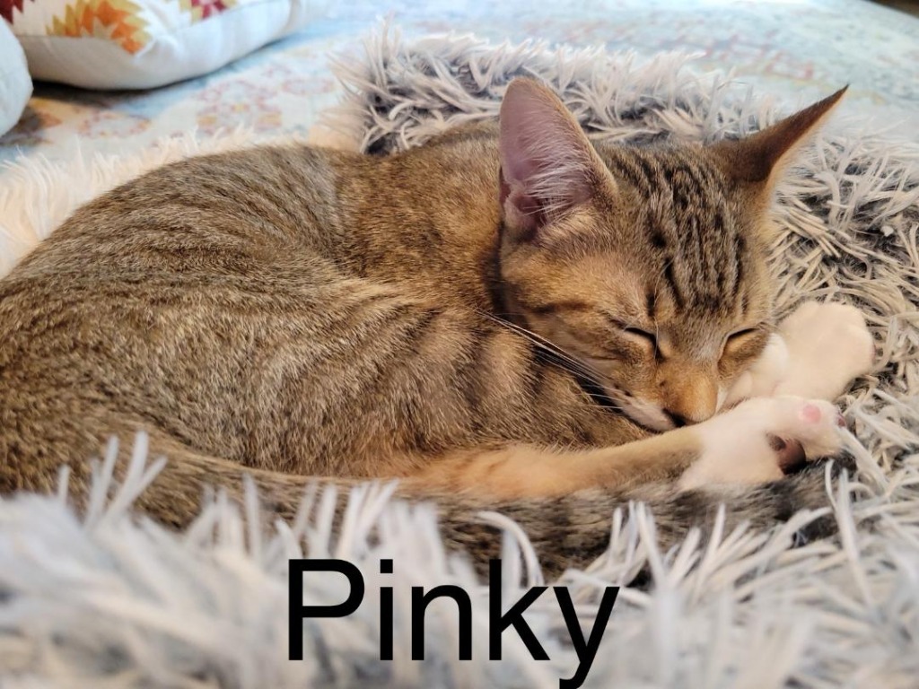 Pinky, an adoptable Domestic Short Hair in Hoover , AL, 35226 | Photo Image 3