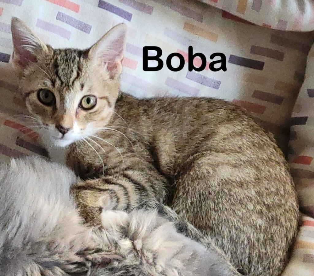 Boba, an adoptable Domestic Short Hair in Hoover , AL, 35226 | Photo Image 1