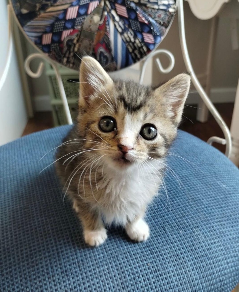 Boba, an adoptable Domestic Short Hair in Hoover , AL, 35226 | Photo Image 2