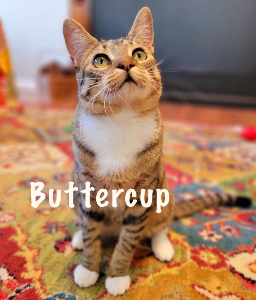Buttercup, an adoptable Domestic Short Hair in Hoover , AL, 35226 | Photo Image 1