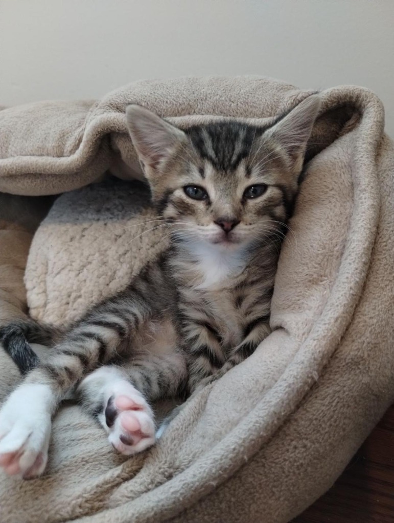 Buttercup, an adoptable Domestic Short Hair in Hoover , AL, 35226 | Photo Image 2