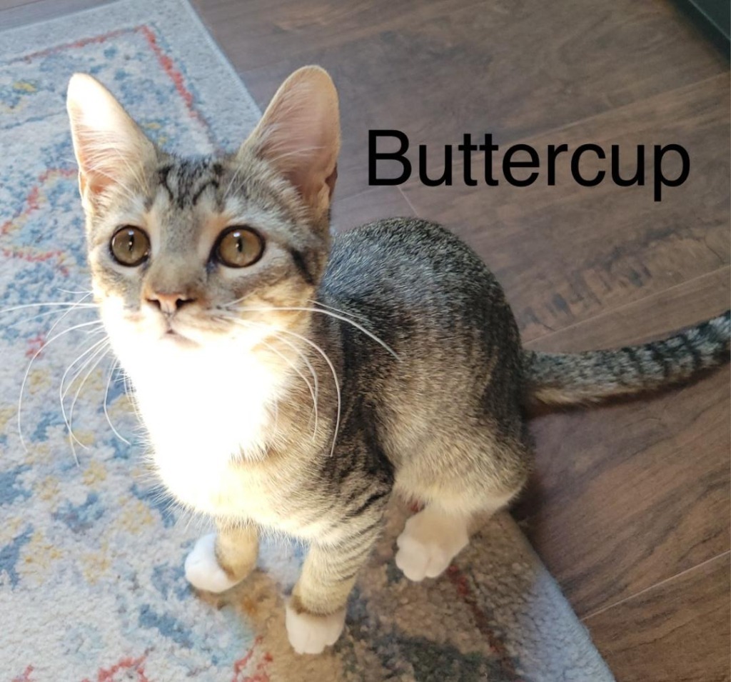 Buttercup