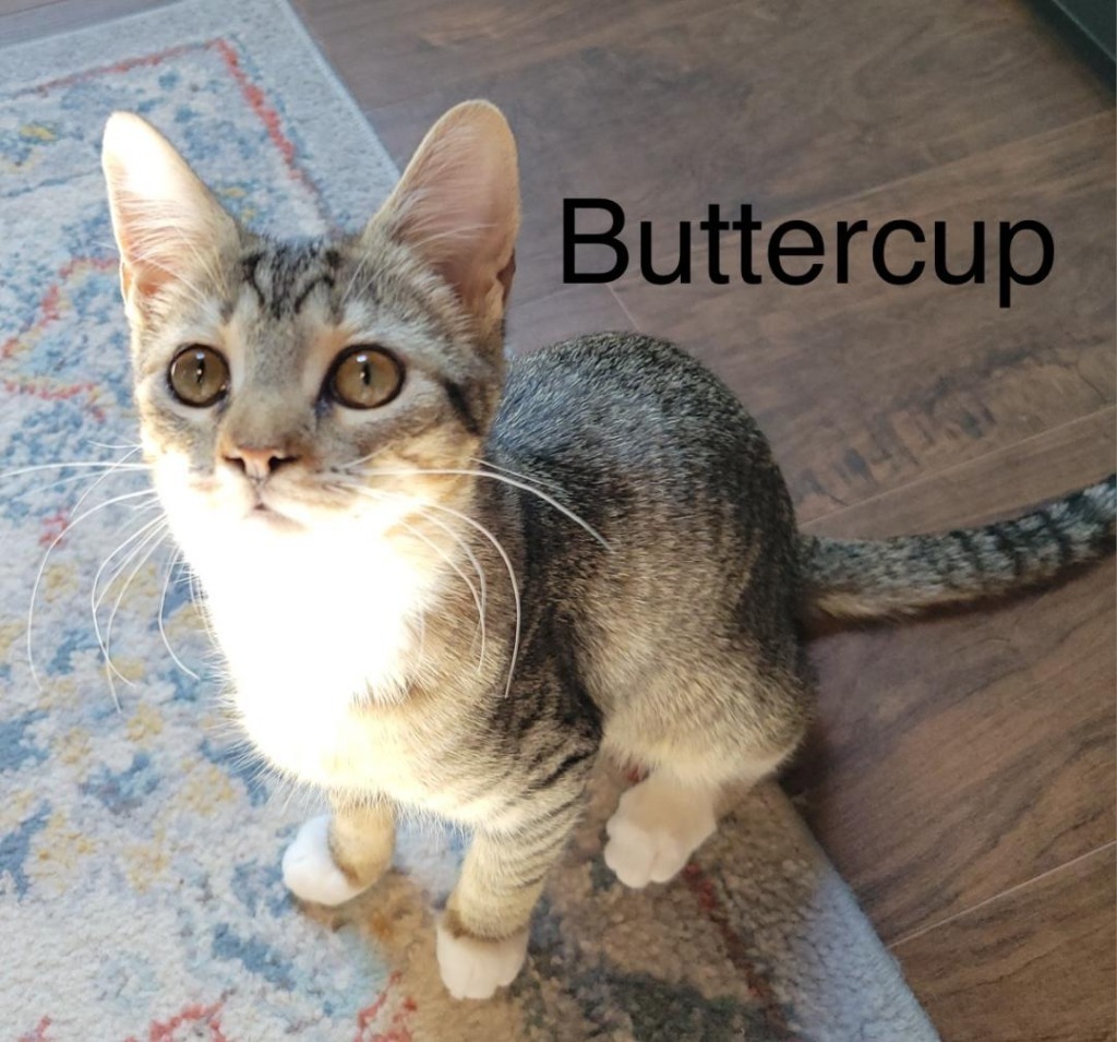 Buttercup, an adoptable Domestic Short Hair in Hoover , AL, 35226 | Photo Image 3