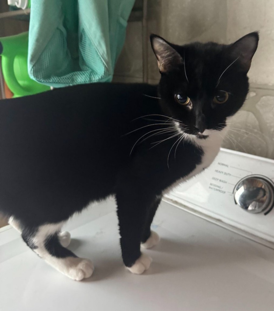 Jemma, an adoptable Domestic Short Hair in Brainardsville, NY, 12915 | Photo Image 1