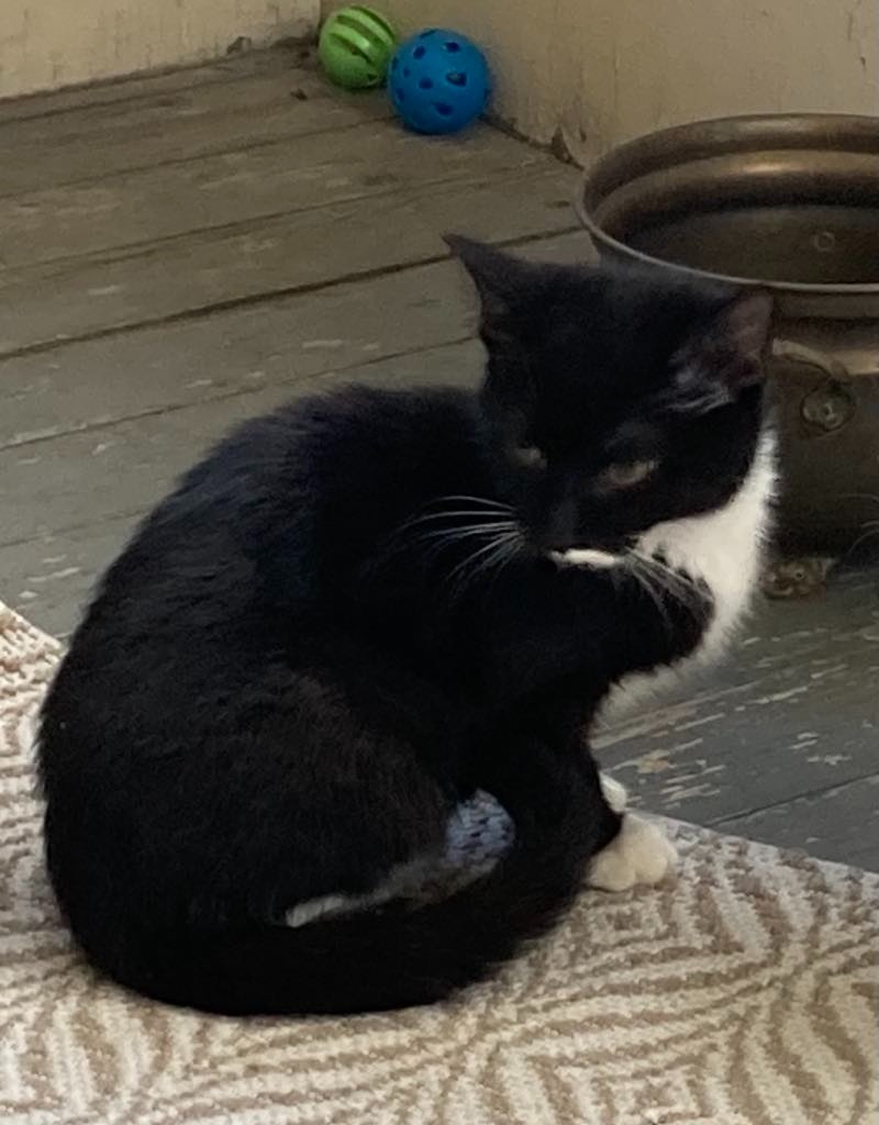 Jemma, an adoptable Domestic Short Hair in Brainardsville, NY, 12915 | Photo Image 2